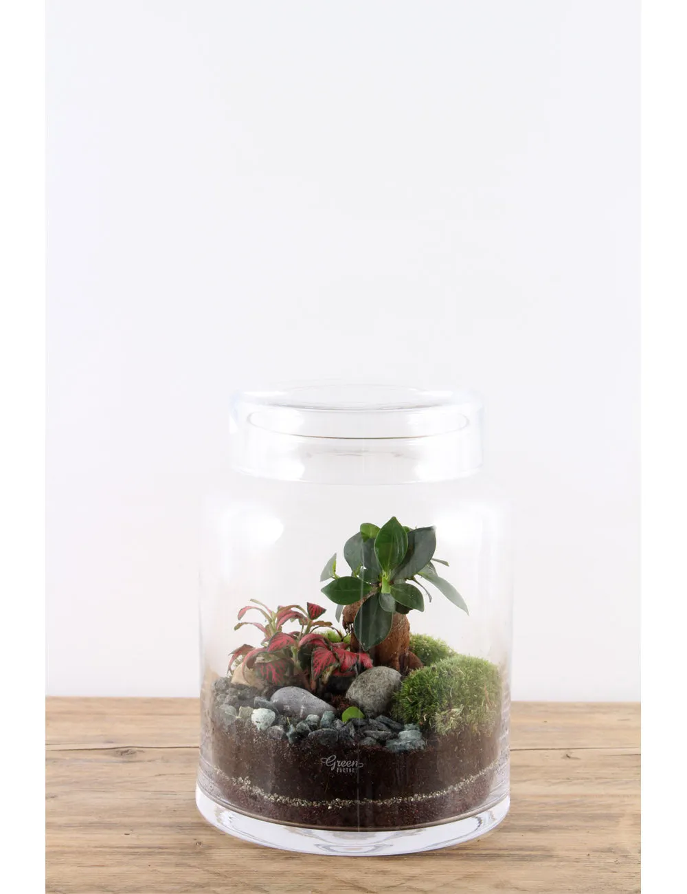 Green Factory Flat Small Terrarium